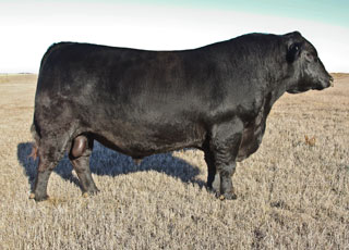 Đực giống Jindra Double Vision